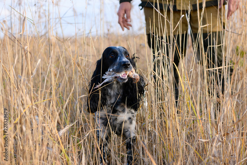 One hunting dog of breed a spaniel with the wounded quail and caucasian hunter are standing in thickets of a high grass. Autumn hunt for migratory bird.
