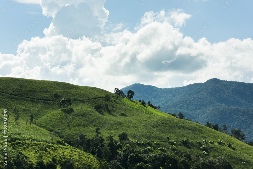 Mountain landscape. Tea Plantation and mountain landscape in Thailand, beautiful landscape and  in Thailand. Green Hills, White Clouds and Mountains on the Horizon