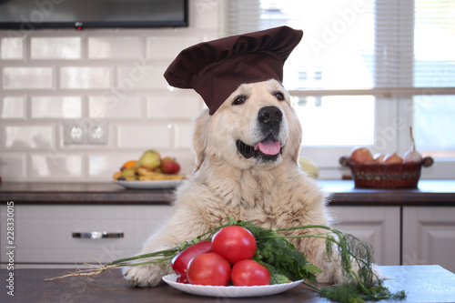 Golden retriever with plate of vegetables: tomatoes, cucumbers, peppers and greenery dill and parsley.
