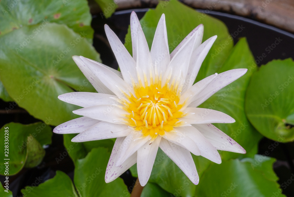 water lily water lily