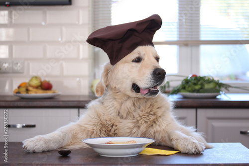 Golden retriever eating with a plate of soup with roasted cheese bread.
