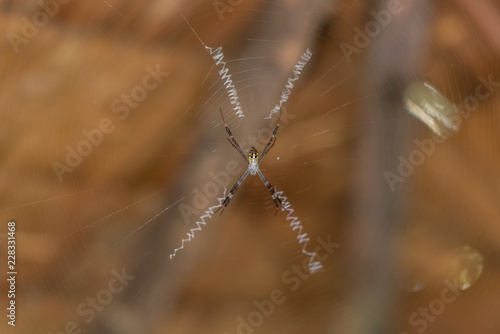 Orb-weaver spider, Argiope, in a hut on the island Ko Phayam, Thailand