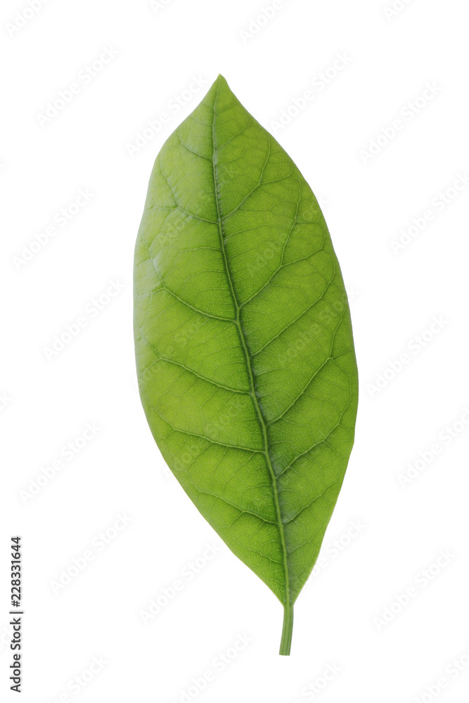 fresh green leaf of avocado isolated on white background fresh green leaf of avocado isolated on white background