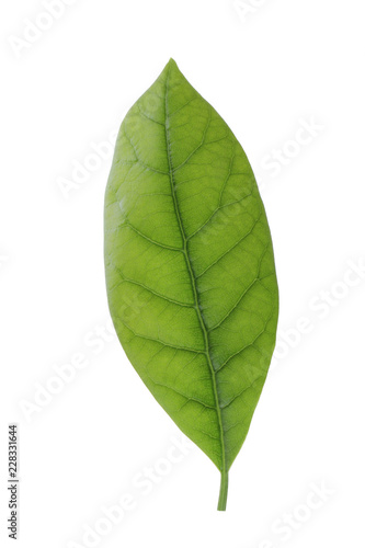 fresh green leaf of avocado isolated on white background