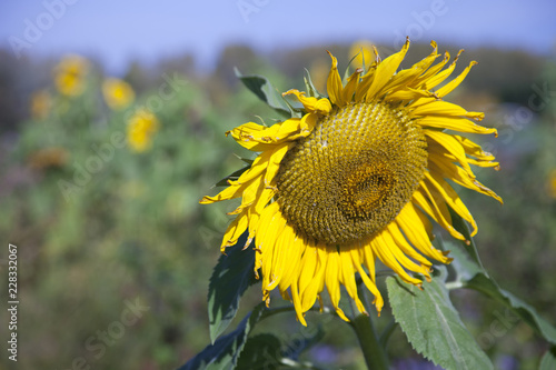 Fototapeta Naklejka Na Ścianę i Meble -  sunflower and blue sky with other sunflowers in the background