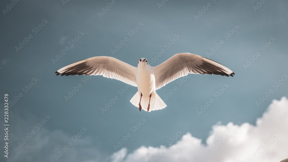 Flying seagull in the sky with clouds Flying seagull in the sky with clouds