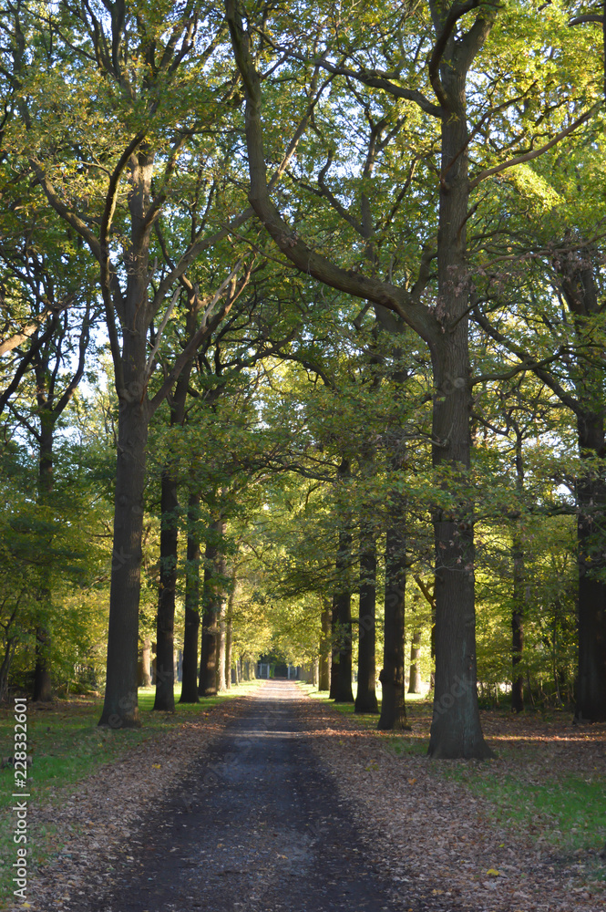 Autumn Trees near Ghent, Belgium on November 5, 2017. Autumn Trees near Ghent, Belgium on November 5, 2017.