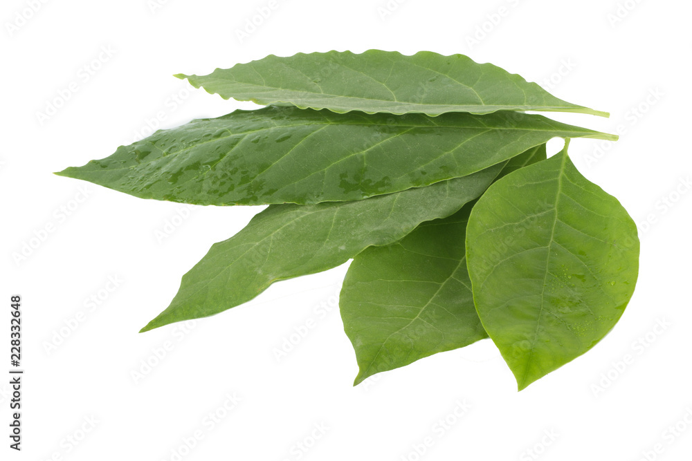 Fototapeta premium green leaves isolated on white background