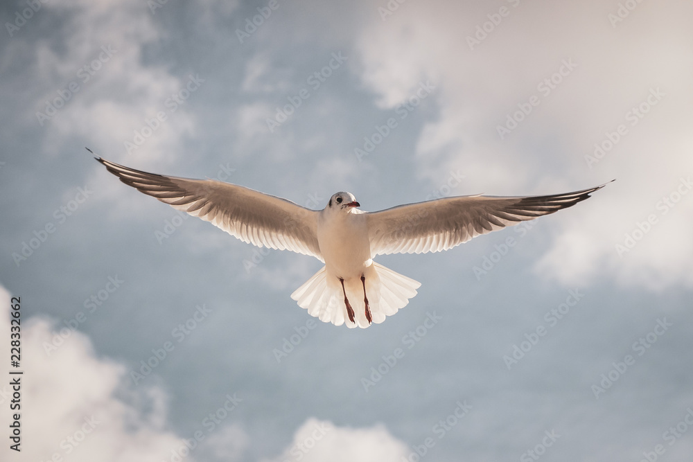 Flying seagull in the sky with clouds Flying seagull in the sky with clouds