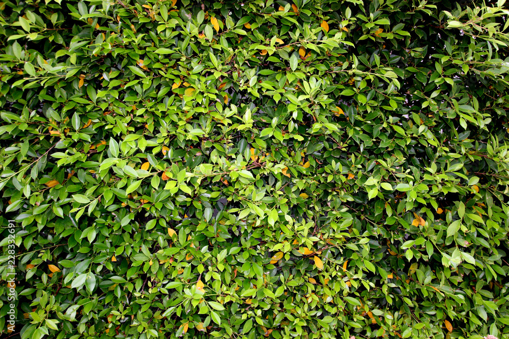 Tree leaves wall. Green tree background. Natural green leaf wall. Tree leaves wall. Green tree background. Natural green leaf wall.