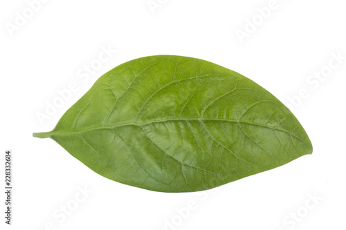 fresh green leaf of avocado isolated on white background
