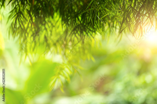 Green abstract of blur nature sunlight with bokeh and lens flare effect for background