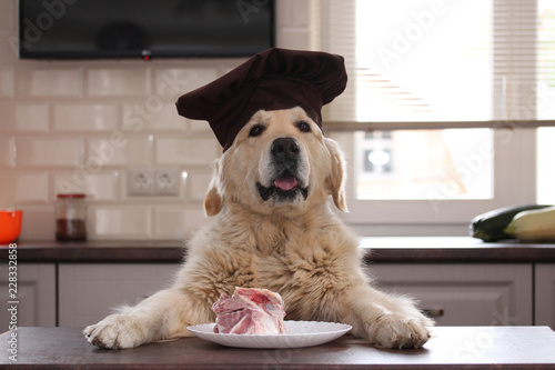 Fototapeta Naklejka Na Ścianę i Meble -  Golden retriver with plate of meat. The dog before dinner. Tasty bone on the plate.