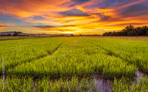 Panorama landscape of rice field and beautiful sky sunset