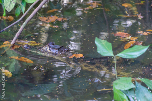 Small Caiman head in the water - Costa Rica