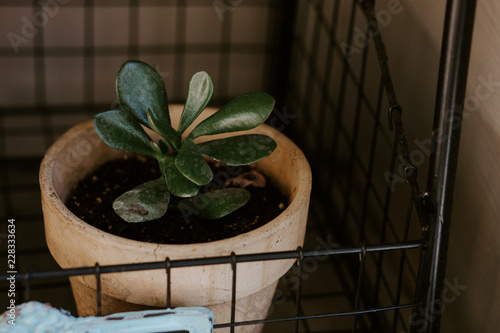 Potted House Plant photo