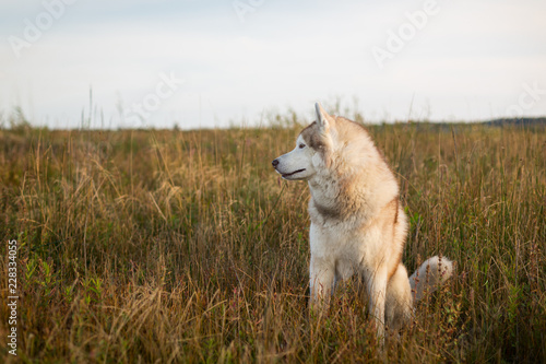 Profile portrait of beautiful siberian husky dog with brown eyes sitting in the field at golden sunset
