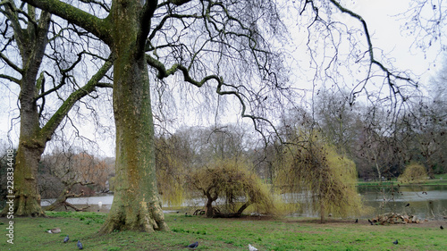Árboles desnudos en invierno en Saint James' Park, Londres, Inglaterra