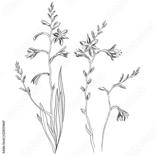 Crocosmia or montbretia. Hand drawn outline and silhouette vector illustration, isolated floral elements for design on white background. Medicinal plant wild field flower.Sketch.