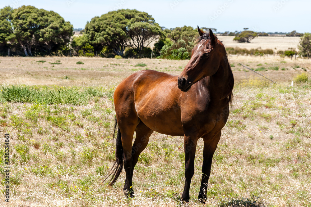 Big brown horse standing on the pasture in Australia