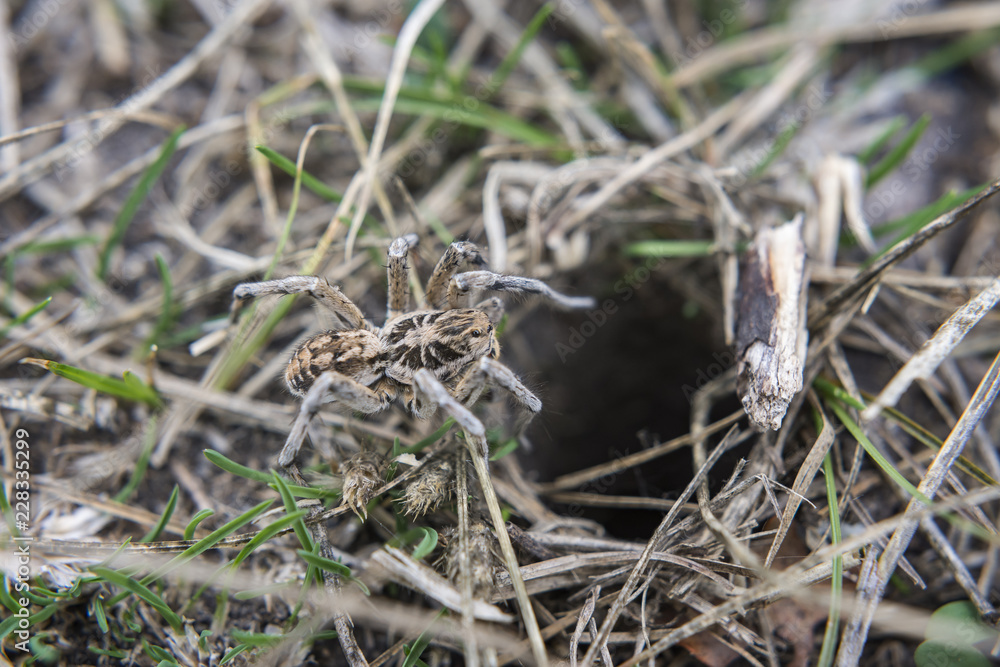 Spider in nature. Selective focus. Spider in nature. Selective focus.