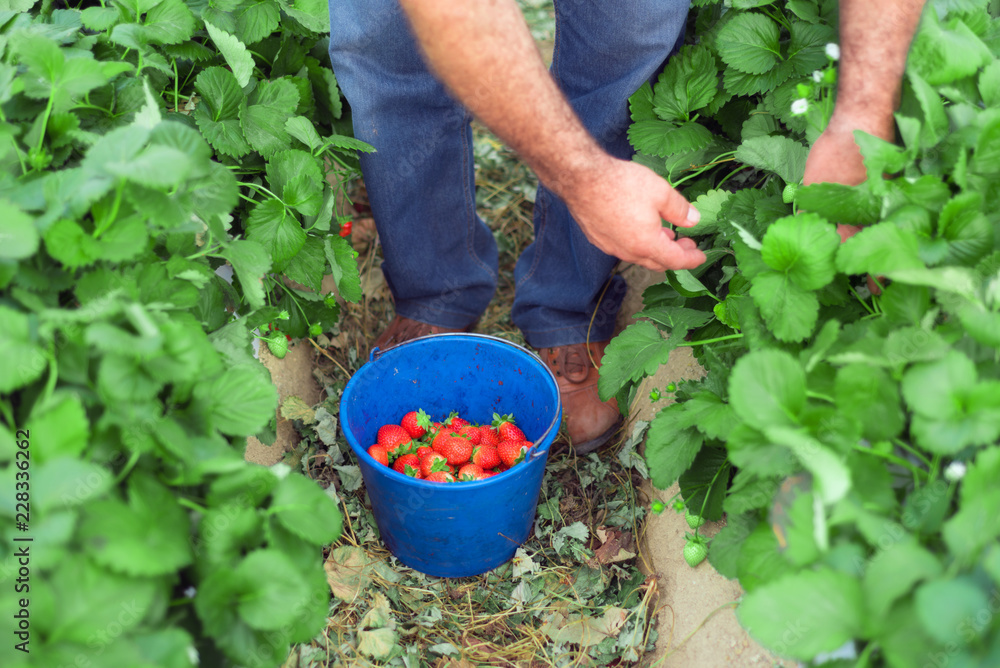 Fototapeta premium Farmer picking strawberries in a greenhouse