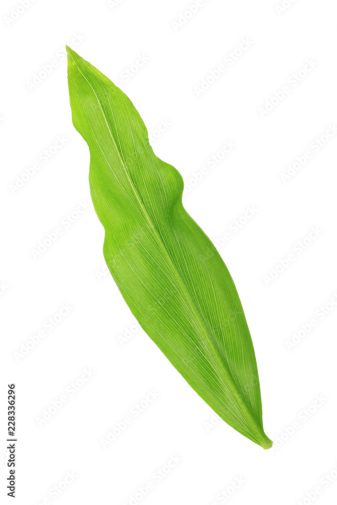 leaf of ginger isolated leaf of ginger isolated