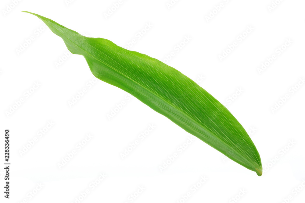 Fototapeta premium leaf of ginger isolated