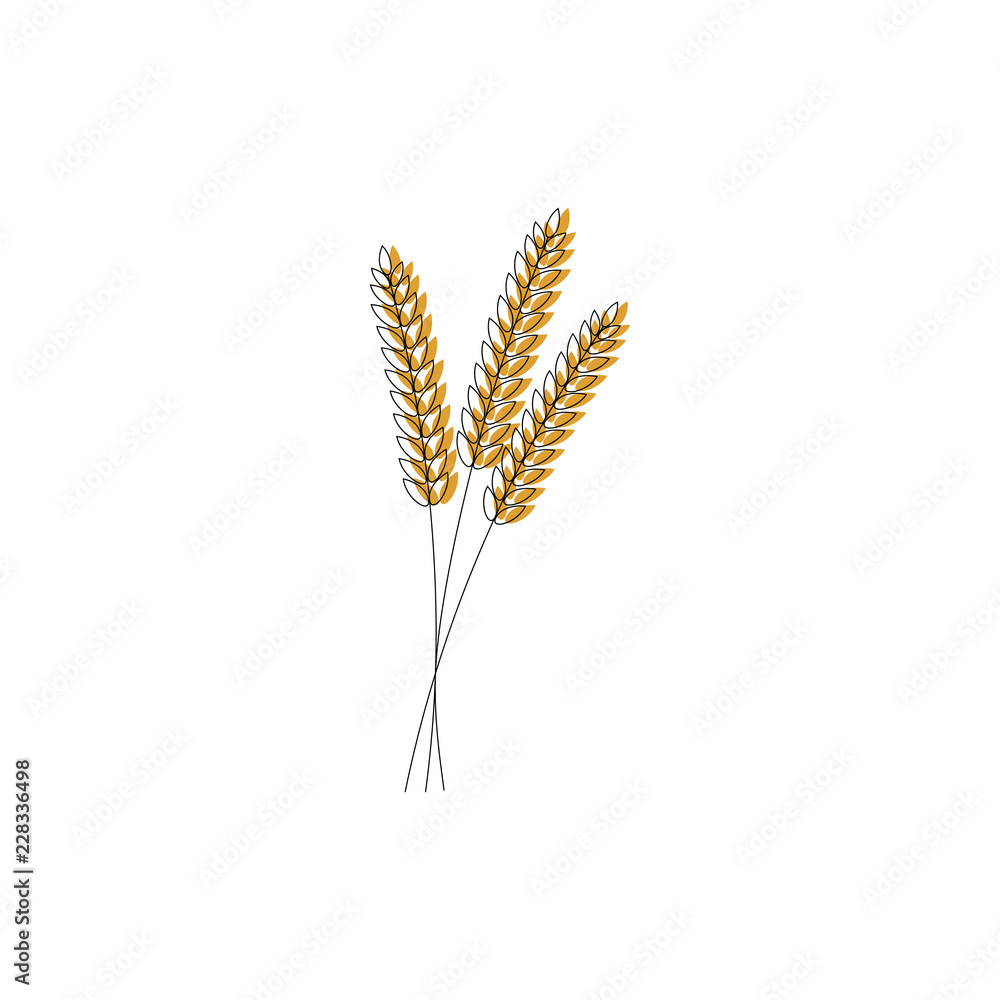 vector illustration of wheat, rye or barley ears with whole grain,wheat, rye or barley crop harvest symbol or icon isolated on white background. vector illustration of wheat, rye or barley ears with whole grain,wheat, rye or barley crop harvest symbol or icon isolated on white background.