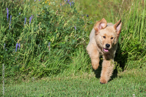 Golden Retriever Puppy at 5:00AM