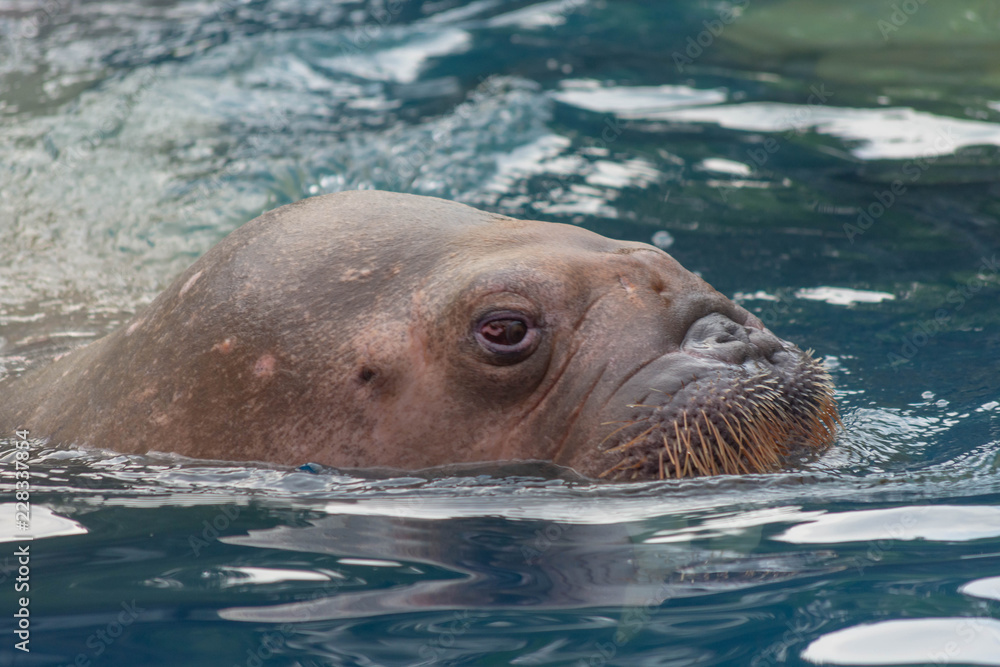 Obraz premium セイウチ・アシカ・トド・アザラシ・生物