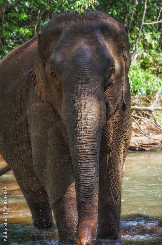 Fototapeta premium Asian Elephant walking in stream in the jungle of Mondulkiri Province, Cambodia