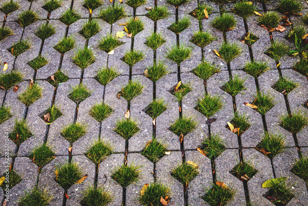 grass grows through pavement paving Stock Photo Adobe Stock