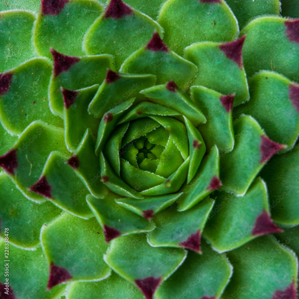 Succulent plant Echeveria (Sempervivum Calcareum) symmetry background Succulent plant Echeveria (Sempervivum Calcareum) symmetry background
