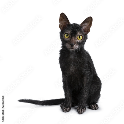 Sweet young adult Lykoi cat kitten sitting front view looking straight at camera with bright yellow eyes, isolated on white background