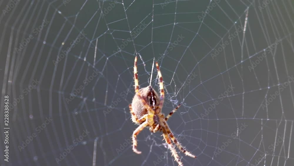 wood orb web spider on its web during a sunny day within a pineforest during autumn. wood orb web spider on its web during a sunny day within a pineforest during autumn.