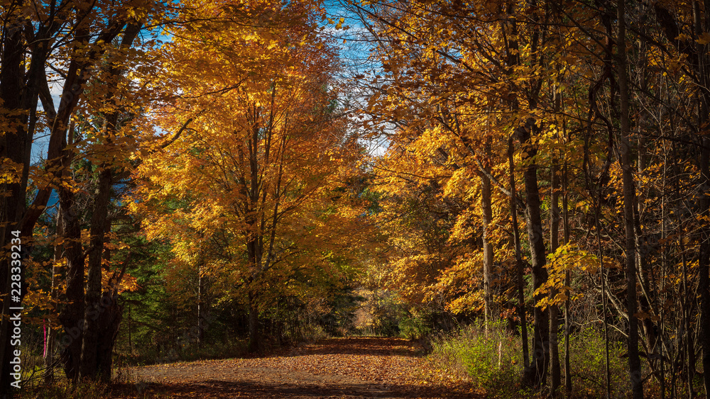 A country road showing autumn colors in Lake Placid, the Adirondacks, New York