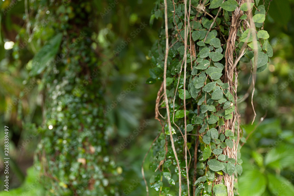 Climbing green tropical plant. Climbing green tropical plant.