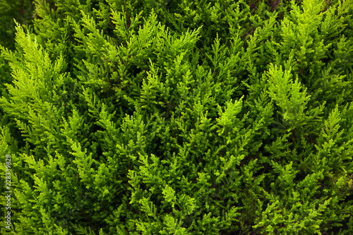 Texture of Lemon Scented Cypress