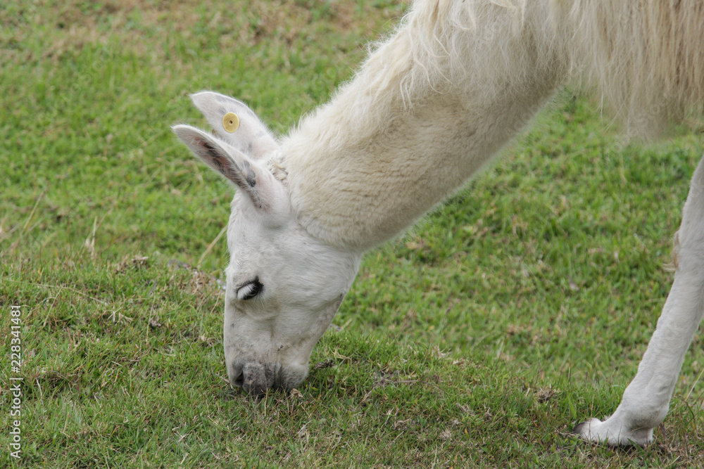 Natural white llama on the Machu Picchu ruins Natural white llama on the Machu Picchu ruins