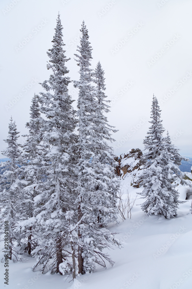 Winter landscape with tree and snow. Snow-covered trees on slopes of mountain.  Winter forest in Siberia.