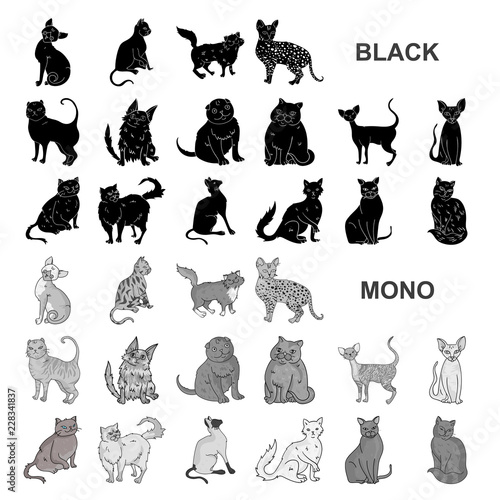Breeds of cats black icons in set collection for design. Pet cat vector symbol stock web illustration.