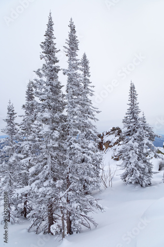 Winter landscape with tree and snow. Snow-covered trees on slopes of mountain. Winter forest in Siberia.