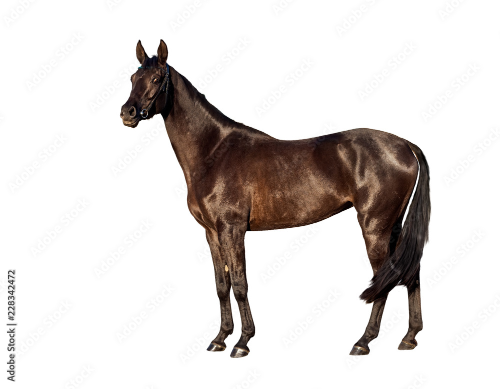 Portret of young bay horse isolated on a white background