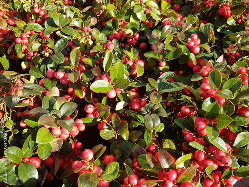 Scheinbeeren (Gaultheria)