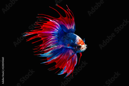 The moving moment beautiful of siamese betta fish or splendens fighting fish or crown tail in thailand on black background. Thailand called Pla-kad or biting fish. photo