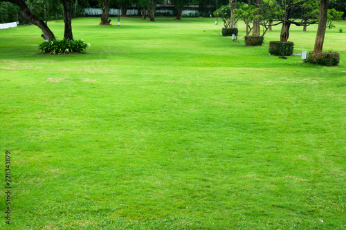 Green lawns in the garden. The trees are arranged in rows. For outdoor activities