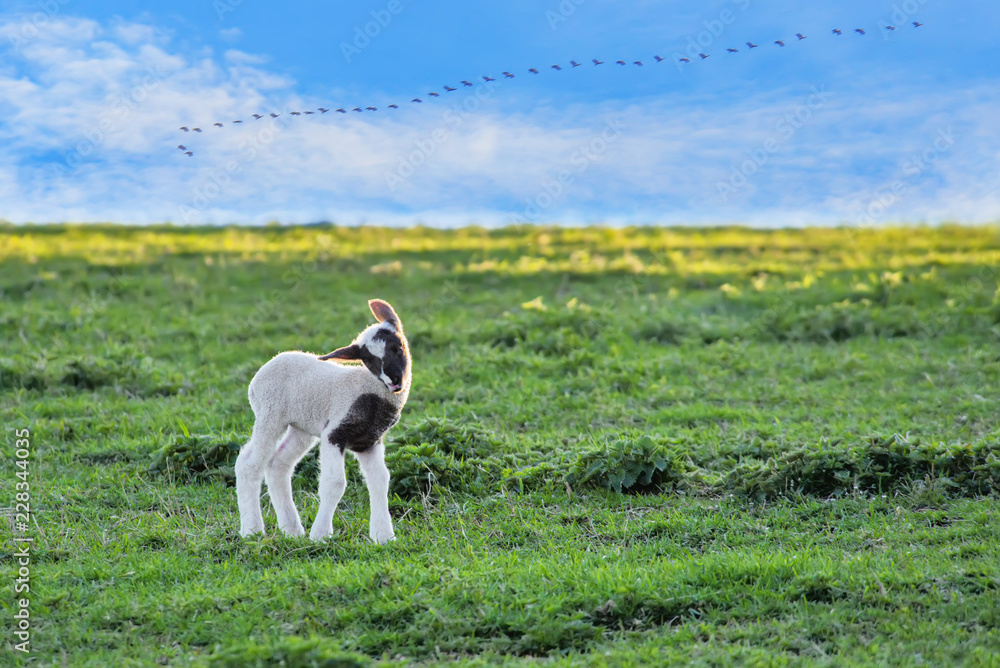 Junges Lämmchen auf der grünen Viehweide und blauen Himmel Junges Lämmchen auf der grünen Viehweide und blauen Himmel