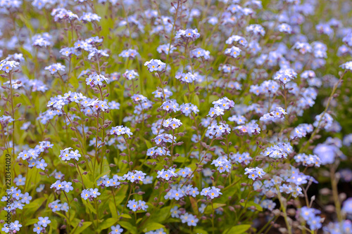 Myosotis  Forget-me-nots  lots of flowers  would make a nice card or background