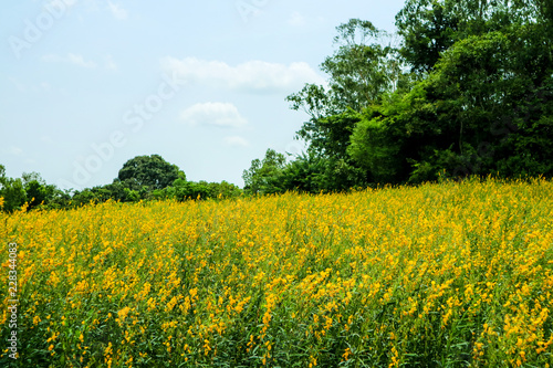 sunhemp in the valley, beautiful yellow flower in field and green tree